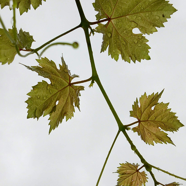 4-pexels-floret-7099352